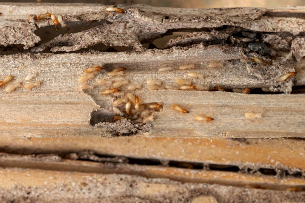 Best Rodent Control Near Me  in Lincoln Beach, OR